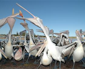 Pelican Feeding - E Caravan Parks 3