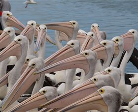 Pelican Feeding - E Caravan Parks 4