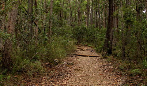 Pigeon House Mountain Didthul Walking Track - E Caravan Parks 0