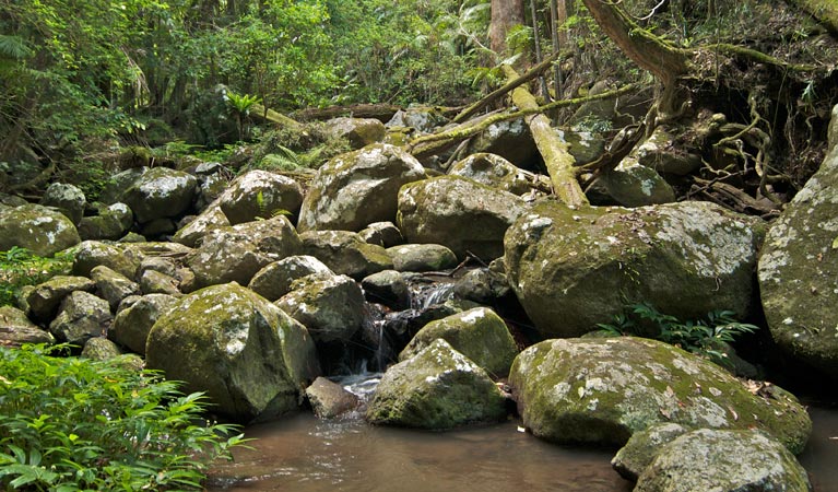 Lynchs Creek NSW E Caravan Parks
