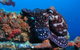 HMAS Brisbane Dive Site - thumb 2