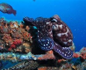 HMAS Brisbane Dive Site - E Caravan Parks 2