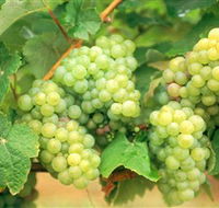 Red Tail Wines - E Caravan Parks