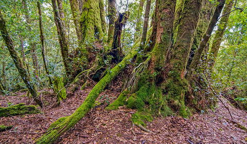Falcorostrum Loop Walking Track - E Caravan Parks 3