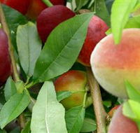 Fruit Salad Tree Company - E Caravan Parks