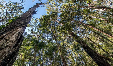 Brimbin Nature Reserve - E Caravan Parks 3