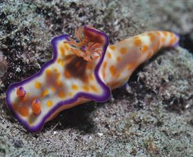 Curtain Artificial Reef Dive Site - E Caravan Parks 0