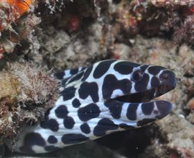 Curtain Artificial Reef Dive Site - E Caravan Parks 2
