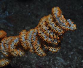 Gotham City Dive Site - E Caravan Parks 1