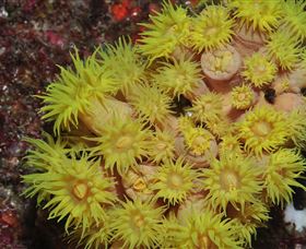 Gotham City Dive Site - E Caravan Parks 2