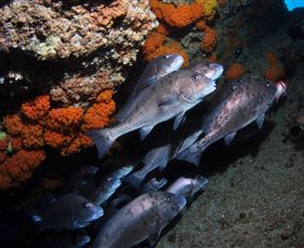 Gotham City Dive Site - E Caravan Parks 3