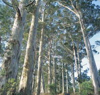 The Great Forest Trees Drive - E Caravan Parks