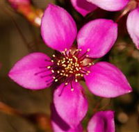 Flora - E Caravan Parks