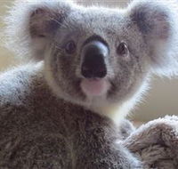 Koala Care Centre in Lismore - E Caravan Parks