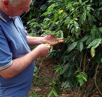 Wombah Coffee Plantation - E Caravan Parks