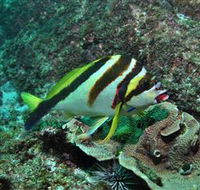 Palm Beach Reef Dive Site - E Caravan Parks
