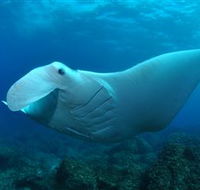 Manta Bommie Dive Site - E Caravan Parks