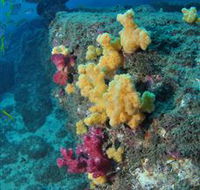 Shag Rock Dive Site - E Caravan Parks