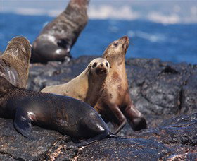 Montague Island Nature Reserve - E Caravan Parks 2