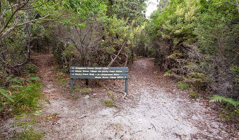 Angophora Grove Walking Track - E Caravan Parks 0