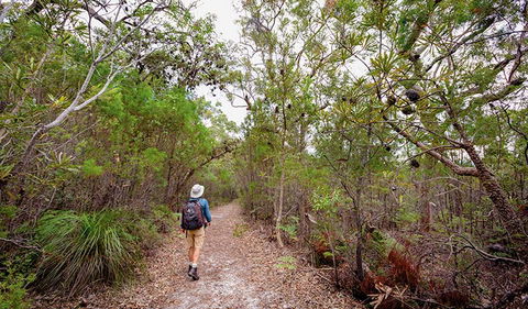 Angophora Grove Walking Track - E Caravan Parks 1