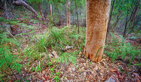 Angophora Grove Walking Track - E Caravan Parks 2