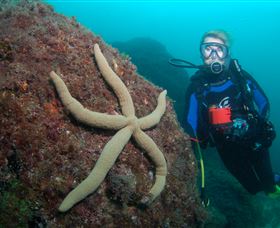 Cook Island Dive Site - E Caravan Parks 0