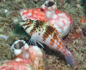 Cook Island Dive Site - E Caravan Parks 3