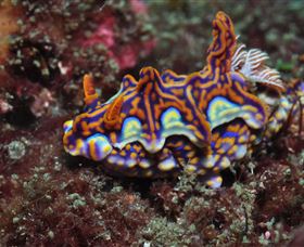 Cook Island Dive Site - E Caravan Parks 1