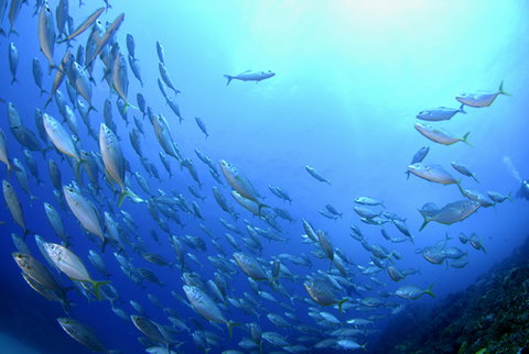 Cape Byron Marine Park - E Caravan Parks 0