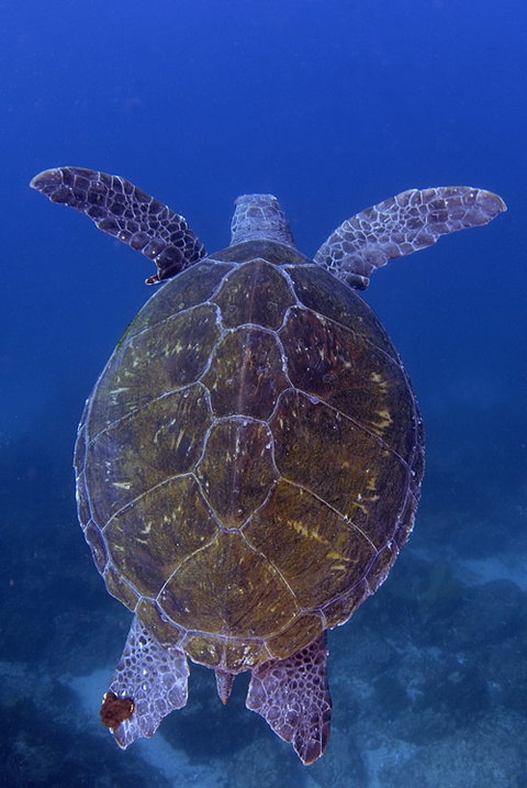 Cape Byron Marine Park - E Caravan Parks 3