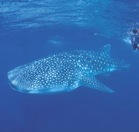 Ningaloo Reef - E Caravan Parks
