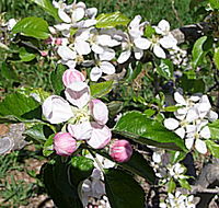 Avro Park Orchards - E Caravan Parks
