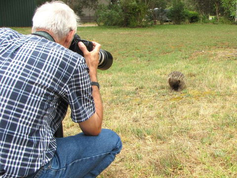 Echidna Walkabout Nature Tours - E Caravan Parks 8