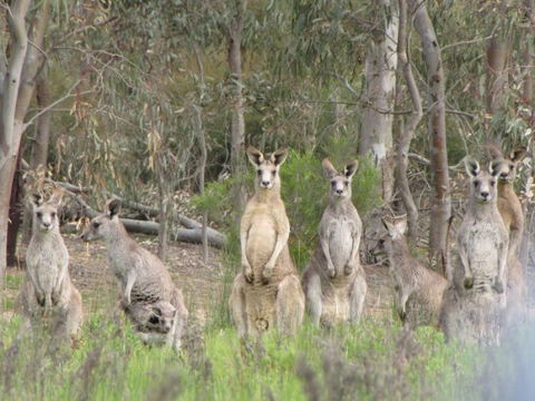 Echidna Walkabout Nature Tours - E Caravan Parks 15