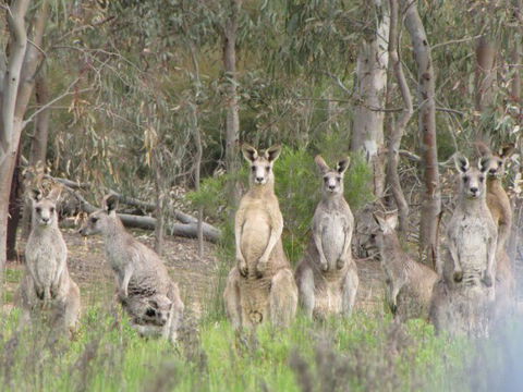 Echidna Walkabout Nature Tours - E Caravan Parks 17