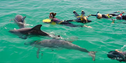 Rockingham Wild Encounters - Swim With Wild Dolphins - E Caravan Parks 1