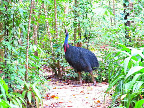 Daintree Safaris - E Caravan Parks 0