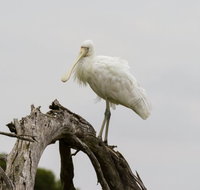 Melbourne Birding Tours - E Caravan Parks