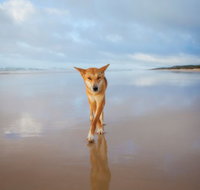 Fraser Island Adventure Tours
