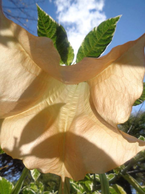 Marysworldart Bali Imports - E Caravan Parks 1