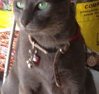 Pets and Saddles - E Caravan Parks
