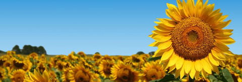 Quirindi Grain And Produce - E Caravan Parks 2