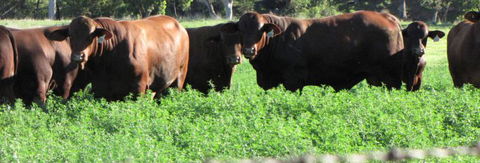 Quirindi Grain And Produce - E Caravan Parks 3