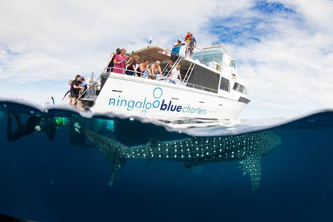VIP Luxury Chartered Escapes, Exploring The Reef At Your Own Pace - E Caravan Parks 0