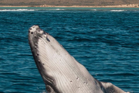 VIP Luxury Chartered Escapes, Exploring The Reef At Your Own Pace - E Caravan Parks 3
