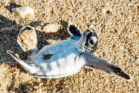 VIP Luxury Chartered Escapes, Exploring The Reef At Your Own Pace - E Caravan Parks 38