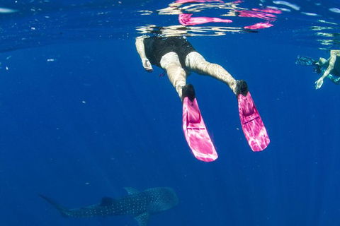 VIP Luxury Chartered Escapes, Exploring The Reef At Your Own Pace - E Caravan Parks 49