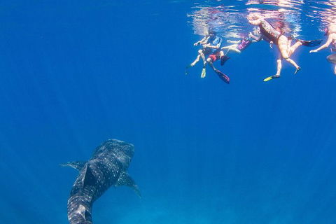 VIP Luxury Chartered Escapes, Exploring The Reef At Your Own Pace - E Caravan Parks 22