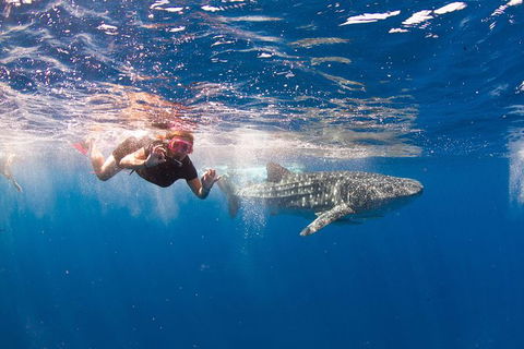 VIP Luxury Chartered Escapes, Exploring The Reef At Your Own Pace - E Caravan Parks 8